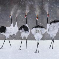 Red Crowed Craned Singing - PSA Gold Medal