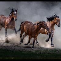 Three on the Run - PAGB Gold Medal